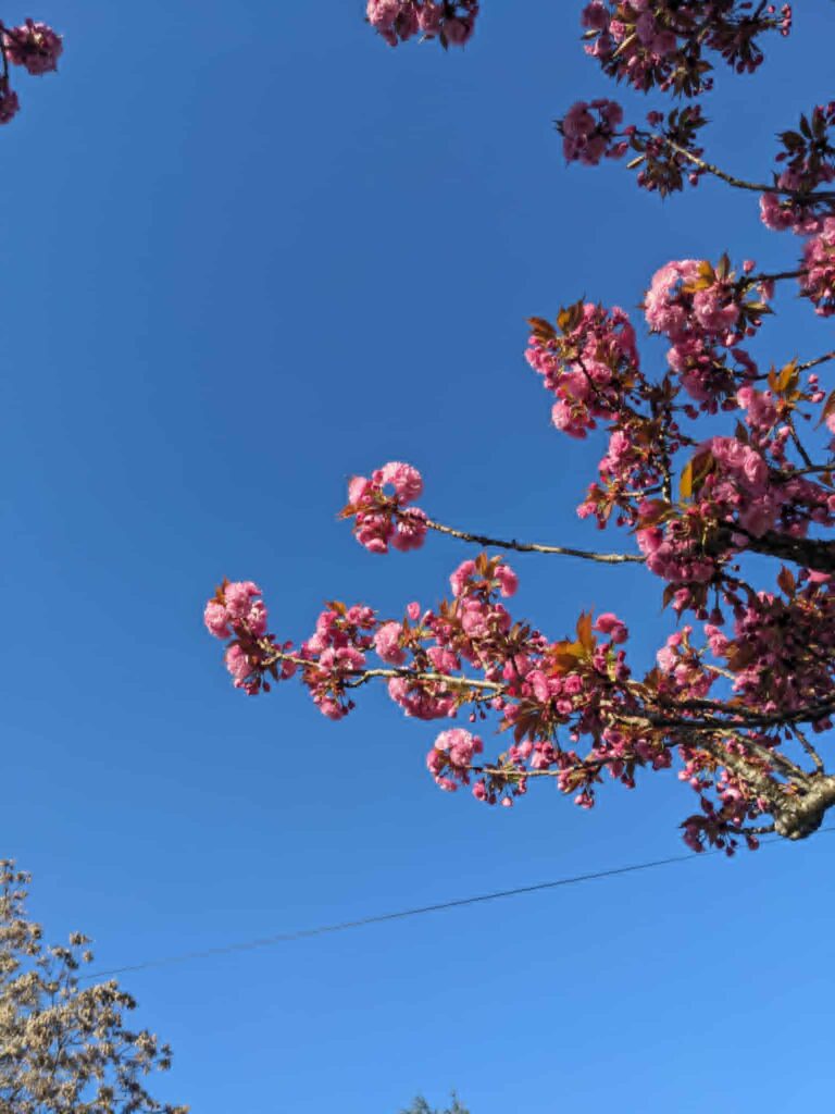 Dog Friendly Trip Along Columbia River A Guide for Vancouver and Portland vancouver washington uptown neighborhood